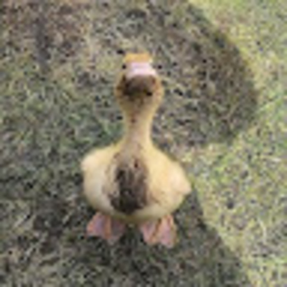 Meet your Posher, Aubrey - Picture 1 of 1